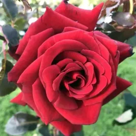 roza-parkowa-krzaczasta-czerwona-1-szt