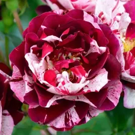 roza-wielkokwiatowa-bordowo-biala-1-szt