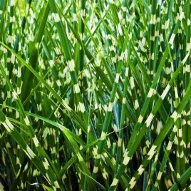 miscanthus-miskant-chinski-strictus-trawa-1-szt-sadzonka-sadzonki