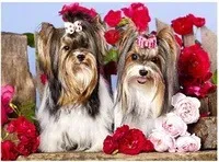 malowanie-po-numerach-pieski-z-kokardami-norimpex