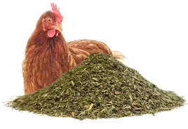 oregano-dla-kur-niosek-1-kg-wsparcie-odpornosci-kokcydioza-skrzydlate
