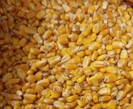 kukurydza-ziarno-pasza-karma-20kg