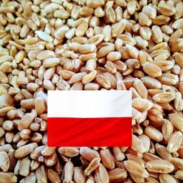 pszenica-25kg-produkt-polski-karma-dla-bazantow-gesi-indykow-kaczek-kur