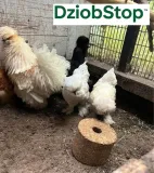 dziobstop-5kg-dziobak-witaminy-i-mineraly-dla-kur-niosek-na-kanibalizm-kur-kod-producenta-865784