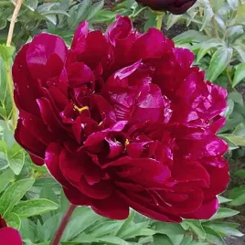 paeonia-piwonia-chinska-debowka-1-szt-sadzonka-sadzonki