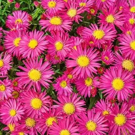 aster-nowobelgijski-winston-churchill-1-szt-bylina-sadzonka-sadzonki
