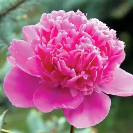 paeonia-piwonia-chinska-ursynow-1-szt-sadzonka-sadzonki