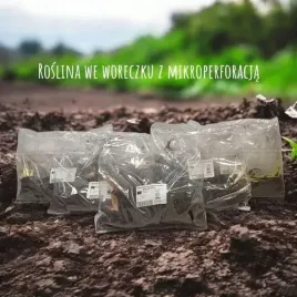 hosta-funkia-first-frost-1-szt-sadzonka-sadzonki-klacze