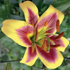 lilia-drzewiasta-robert-swanson-1-szt-cebule-cebulki-lilii-lilie