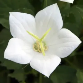 platycodon-rozwar-wielkokwiatowy-albus-1-szt-bylina-sadzonka-sadzonki