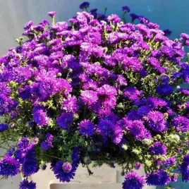 aster-nowobelgijski-dark-blue-double-1-szt-bylina-sadzonka-sadzonki
