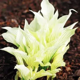 hosta-funkia-white-feather-1-szt-sadzonka-sadzonki-klacze