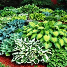 hosta-funkia-ogrodowa-mieszanka-mix-5-szt-sadzonka-klacze