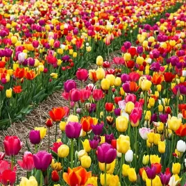tulipan-polski-mieszanka-mix-50-szt-10-11-cebulki-tulipanow-od-producenta