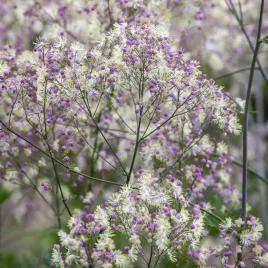 thalictrum-rutewka-elin-1-szt-bylina-sadzonka-sadzonki