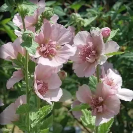 alcea-malwa-polpelna-parkfrieden-1-szt-bylina-sadzonka-sadzonki