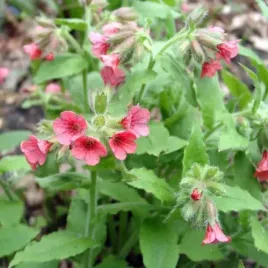 pulmonaria-miodunka-rubra-bowles-red-1-szt-bylina-sadzonka-sadzonki