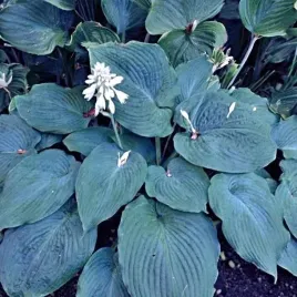 hosta-funkia-blue-angel-1-szt-sadzonka-sadzonki-klacze