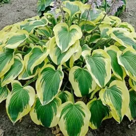 hosta-funkia-broad-band-1-szt-sadzonka-sadzonki-klacze