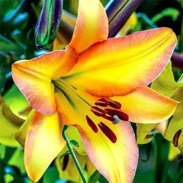 lilia-drzewiasta-rising-moon-1-szt-cebulki-cebule-lilii