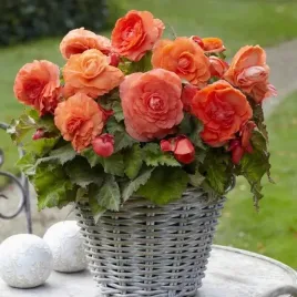 begonia-pelna-superba-pomaranczowa-1-szt-cebulki-cebule-kwiaty