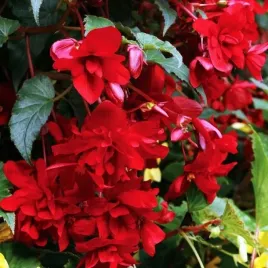 begonia-pendula-zwisajaca-czerwona-1-szt-cebulki-cebule-kwiaty