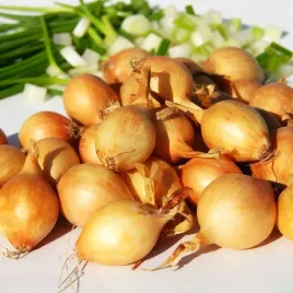 cebula-dymka-polska-zolta-sturon-1-kg-smaczna