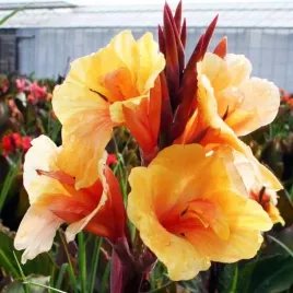 kanna-canna-paciorecznik-louis-cottin-1-szt-bylina-sadzonka-sadzonki