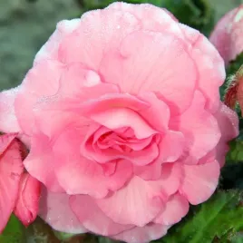 begonia-grandiflora-pelna-rozowa-1-szt-cebulki-cebule-kwiaty