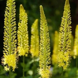 eremurus-pustynnik-bungei-1-szt-sadzonka-sadzonki-klacze