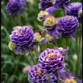 aquilegia-orlik-pelny-christa-barlow-1-szt-bylina-sadzonka-sadzonki