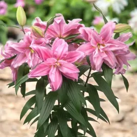lilia-pelna-roselily-sara-1-szt-cebule-cebulki-lilii-lilie