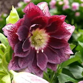 helleborus-ciemiernik-double-ellen-red-1-szt-sadzonka-sadzonki