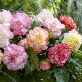 begonia-pelna-samba-mieszanka-mix-3-szt-cebulki-cebule-kwiaty