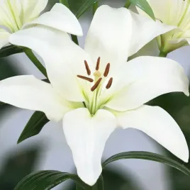 lilia-la-obvio-16-18-1-szt-cebulki-cebule-lilii-lilie