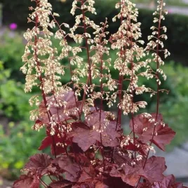heuchera-zurawka-drobna-palace-purple-1-szt-sadzonka-bylina