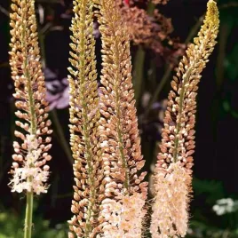 eremurus-pustynnik-romance-1-szt-sadzonka-sadzonki-klacze