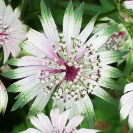 astrantia-major-jarzmianka-wieksza-alba-1-szt-bylina-sadzonka-sadzonki