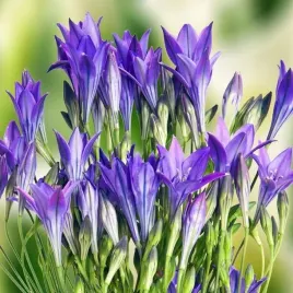 brodiaea-laxa-hiacynt-kalifornijski-10-szt-cebulki-cebule-kwiaty