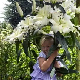 lilia-drzewiasta-pretty-woman-xxl-24-1-szt-cebule-cebulki-lilii-lilie