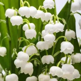 convallaria-majalis-konwalia-majowa-biala-1-szt-bylina-sadzonka-sadzonki