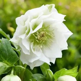 helleborus-ciemiernik-double-ellen-white-1-szt-bylina-sadzonka-sadzonki