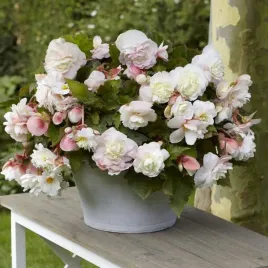 begonia-zwisajaca-pelna-odorata-angelique-1-szt-cebulki-cebule-kwiaty