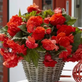 begonia-zwisajaca-pelna-odorata-red-glory-1-szt-cebulki-cebule-kwiaty