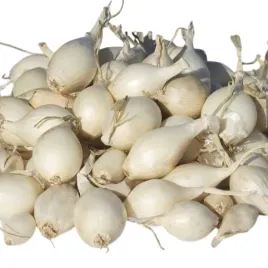 cebula-dymka-polska-biala-snowball-10-kg-smaczna