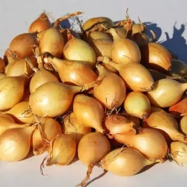 cebula-dymka-zolta-wolska-do-sadzenia-10-kg