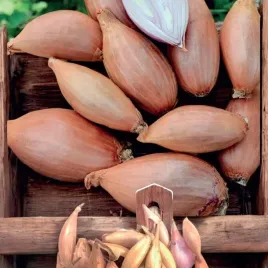 cebula-dymka-szalotka-zebrune-1-kg