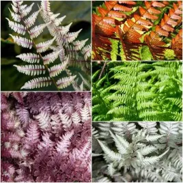 zestaw-paproc-wietlica-5-szt-bylina-sadzonka-sadzonki