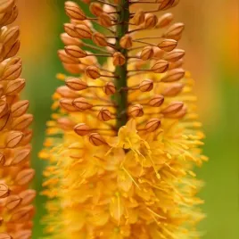 eremurus-pustynnik-pinokkio-1-szt-sadzonka-sadzonki-klacze