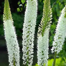 eremurus-pustynnik-white-line-dance-1-szt-sadzonka-sadzonki-klacze